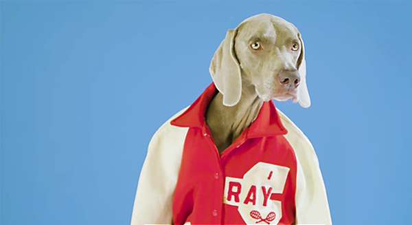 Watch Famous Dog Photographer William Wegman And His Enchanting Watch Famous Dog Photographer William Wegman And His Enchanting